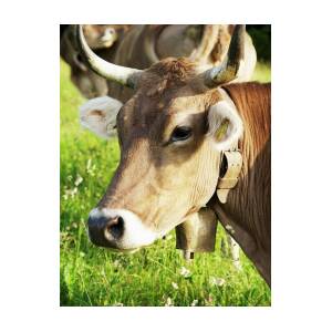 Cows With Cowbells Run In The Herd On Forested Roads In The
