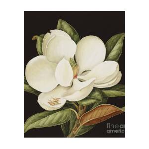 Magnolia Flower Illustration by Georg Dionysius Ehret 22x28 Poster