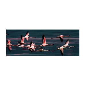 https://render.fineartamerica.com/images/rendered/square-product/small/images/rendered/default/poster/8/3/break/images/artworkimages/medium/2/1-lesser-flamingos-in-flight-manoj-shah.jpg