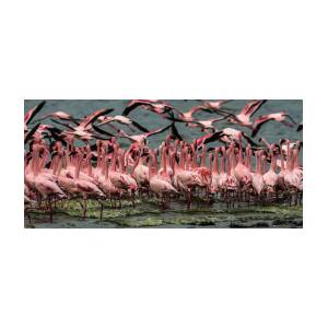 Flamingos On Blue Lake Natron Greeting Card by Peter Stanley / Www