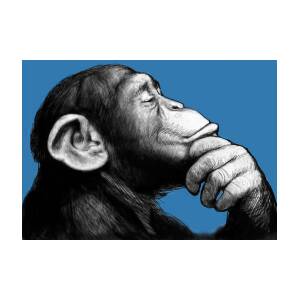 Monkey pop art drawing sketch Poster by Kim Wang