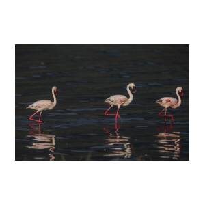 Flamingos On Blue Lake Natron Greeting Card by Peter Stanley / Www