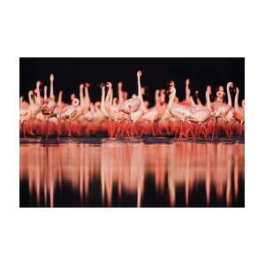 https://render.fineartamerica.com/images/rendered/square-product/small/images/rendered/default/poster/8/5.5/break/images/artworkimages/medium/2/lesser-flamingos-phoenicopterus-ruber-jami-tarris.jpg