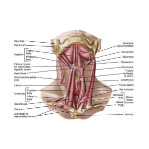https://render.fineartamerica.com/images/rendered/square-product/small/images/rendered/default/poster/8/6.5/break/images-medium-5/anatomy-of-human-hyoid-bone-stocktrek-images.jpg