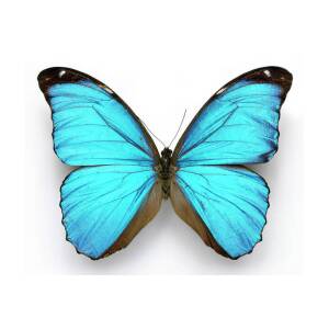 Cramer's Blue Butterfly Poster by 