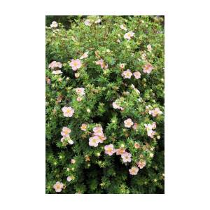 Potentilla fruticosa 'Grace Darling' FREE DELIVERY ON 5 OR MORE OF ANY PLANTS