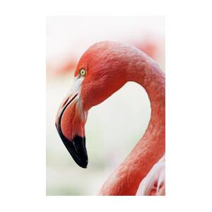 Flamingo Head Art Print by Happy Home Artistry | Fine Art America