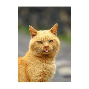 Portrait of an angry cat. Photograph by George Afostovremea - Pixels