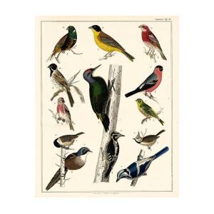 Various Songbirds And Woodpeckers (print) Art Print by Unknown