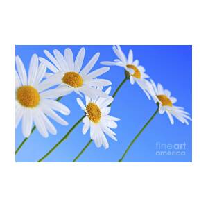 Forget-me-not flowers on white Jigsaw Puzzle by Elena Elisseeva - Pixels