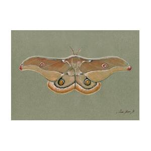 Monarch butterfly Art Print by Juan Bosco - Fine Art America