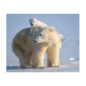 Mischievous Little Polar Bear Art Print by Hung Tsui