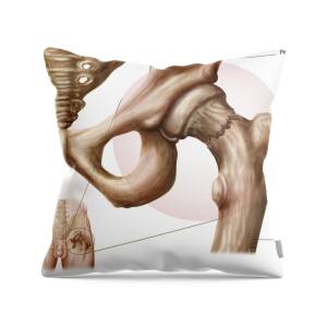 https://render.fineartamerica.com/images/rendered/square-product/small/images/rendered/default/throw-pillow/images-medium-5/anatomy-of-hip-fracture-stocktrek-images.jpg?&targetx=-36&targety=0&imagewidth=551&imageheight=478&modelwidth=479&modelheight=479&backgroundcolor=FCFCFB&orientation=0&producttype=throwpillow-14-14