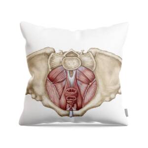 https://render.fineartamerica.com/images/rendered/square-product/small/images/rendered/default/throw-pillow/images-medium-5/pelvic-diaphram-of-human-female-stocktrek-images.jpg?&targetx=-175&targety=0&imagewidth=829&imageheight=479&modelwidth=479&modelheight=479&backgroundcolor=FCFEFC&orientation=0&producttype=throwpillow-14-14