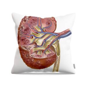 Medical Ilustration Of A Pilonidal Cyst Throw Pillow by Stocktrek Images -  Fine Art America