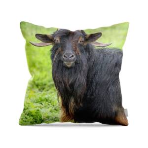 Big Picture Farm Goat Pillow