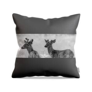 https://render.fineartamerica.com/images/rendered/square-product/small/images/rendered/default/throw-pillow/images/artworkimages/medium/3/the-young-bucks-black-and-white-marcy-wielfaert.jpg?&targetx=0&targety=154&imagewidth=479&imageheight=170&modelwidth=479&modelheight=479&backgroundcolor=555555&orientation=0&producttype=throwpillow-14-14