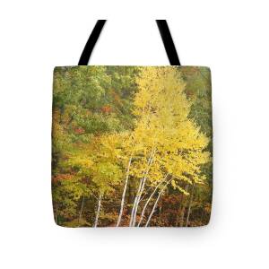 💫 Looking for a fall tote bag? Our birch collection has a vintage