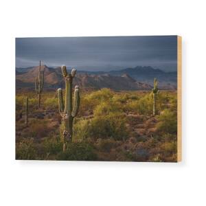 Four Peaks Sunset Wood Print by Dave Dilli