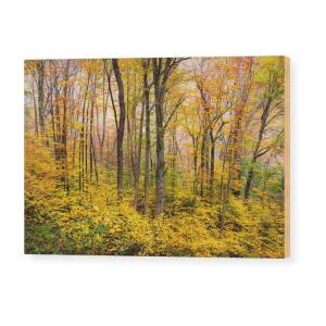 Blue Ridge Parkway Fall Foliage - The Light Wood Print by Dave Allen