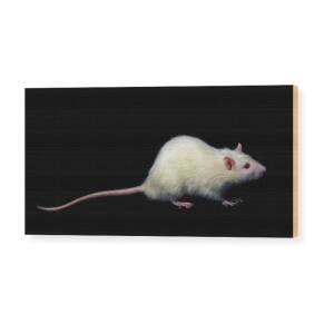 Historical Artwork Of A 17th Century Rat-catcher Wood Print by