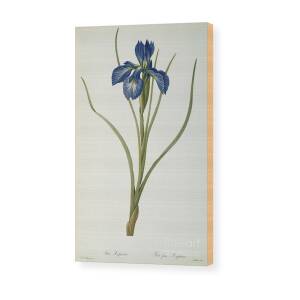 Irises Wood Print by Vincent Van Gogh