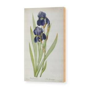 Iris xiphium Wood Print by Pierre Joseph Redoute
