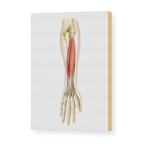 Forearm in supine position, artwork - Stock Image - C016/2852 - Science  Photo Library