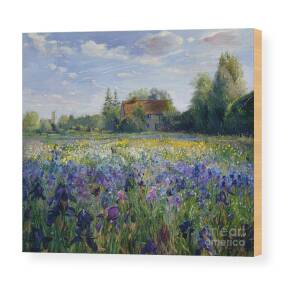 Evening at the Iris Field Wood Print by Timothy Easton