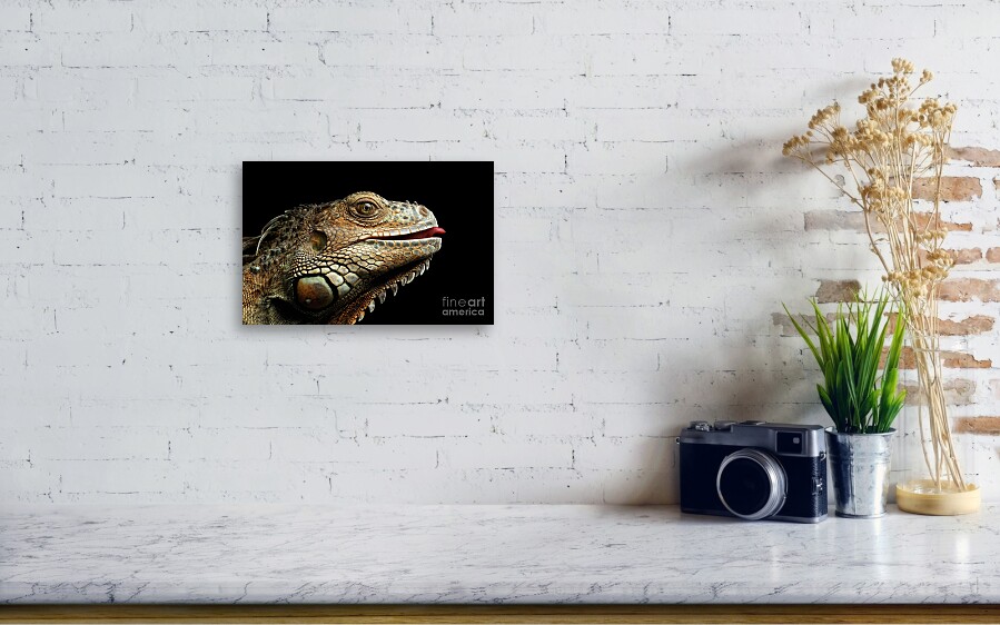 Close-upGreen Iguana Isolated on Black Background Canvas Print / Canvas ...