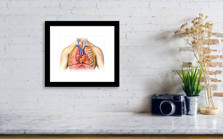 Male Chest Anatomy of Thorax with Heart Veins Arteries and Lungs Poster  Print by Leonello CalvettiStocktrek Images (34 x 22) : : Home &  Kitchen