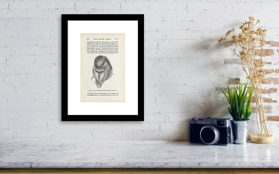 Darwin On Sexual Selection In Primates Framed Print By Library Of