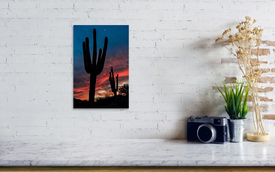 Saguaro Silhouettes Art Print by Guy Schmickle