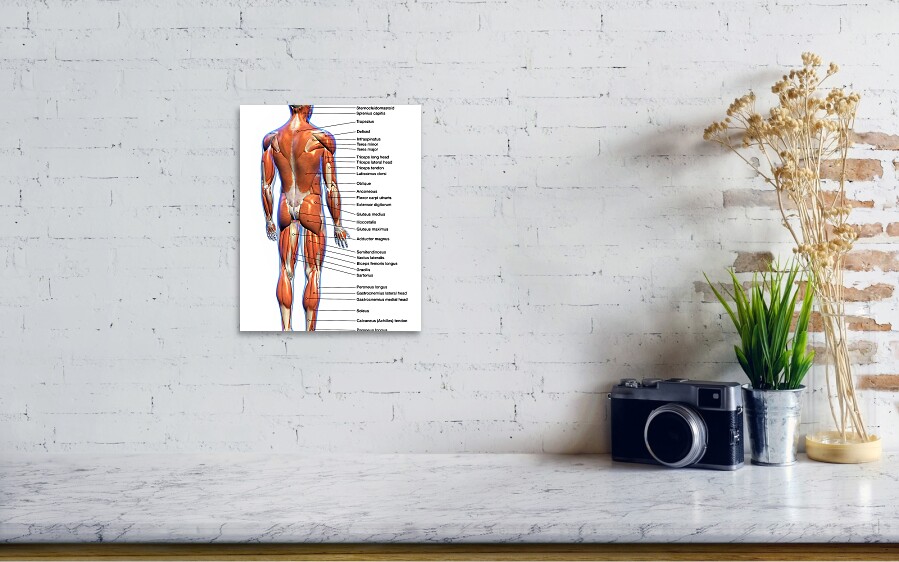 Labeled Anatomy Chart Of Full Body Male Poster By Hank Grebe Pixels