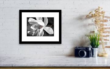 Star Magnolia flower Framed Print by Elena Elisseeva