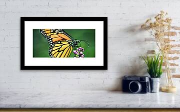 Wonderful Butterfly - Framed Print by Matthias Zegveld