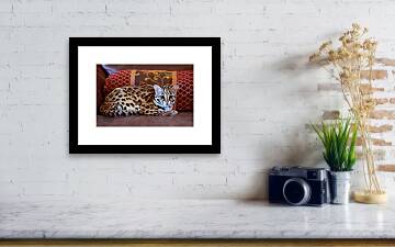 Lounging Leopard Framed Print by Laura Fasulo - Fine Art America