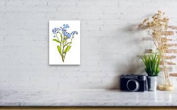 Forget-me-not flowers on white Photograph by Elena Elisseeva - Fine Art  America