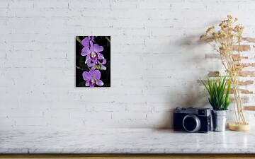 Pixels Crystal Solana - #1 Bryan Poster Orchid by