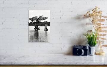 Framed Photo Print of BALD CYPRESS TREES LAKE MARTIN LOUISIANA SWAMP BLACK  AND WHITE Print Picture Image Fine Art Photography Large Framed Print Wall  Decor Art For Sale Stock Photo Photograph High